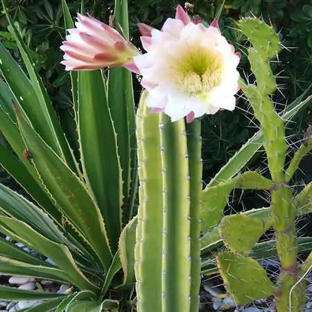 La Casa A Mare Frühstückspension 3*