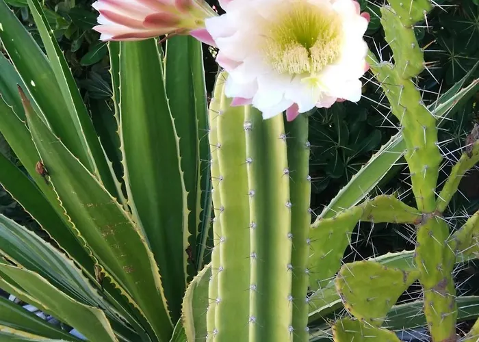 La Casa A Mare Panzió 3*